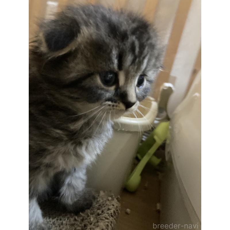販売中の三重県のスコティッシュフォールド(折れ耳)-132794の5枚目