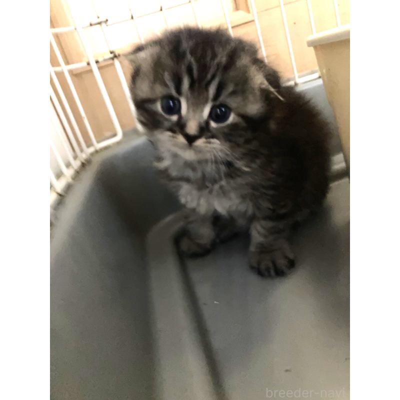 販売中の三重県のスコティッシュフォールド(折れ耳)-132794の4枚目