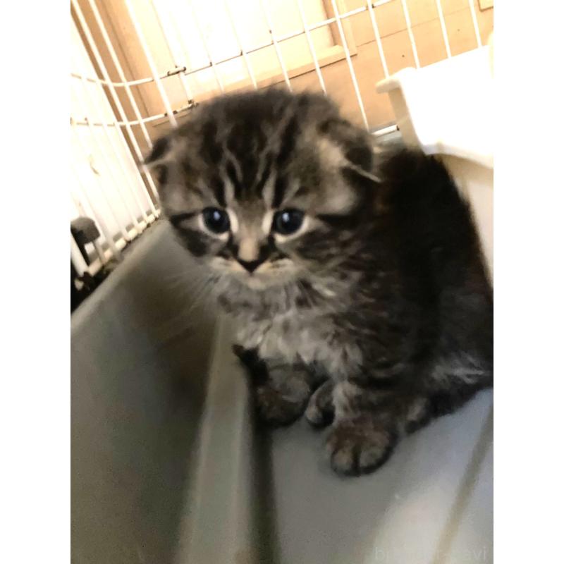 販売中の三重県のスコティッシュフォールド(折れ耳)-132794の3枚目