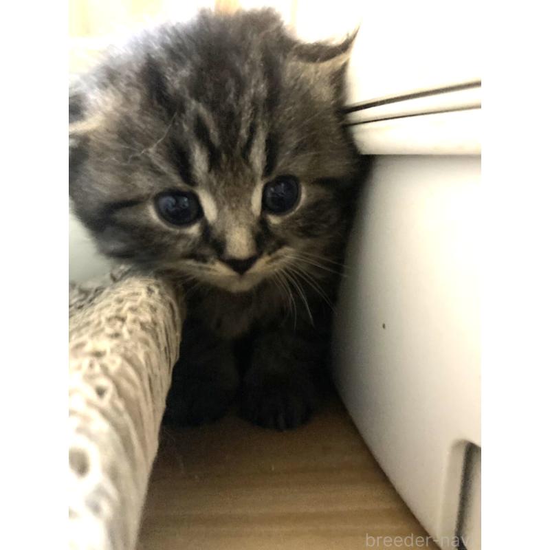 販売中の三重県のスコティッシュフォールド(折れ耳)-132794の2枚目