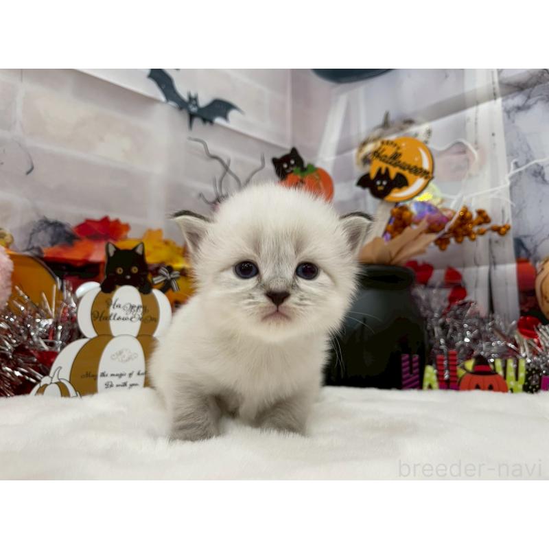 販売中の埼玉県のサイベリアン-129683の2枚目