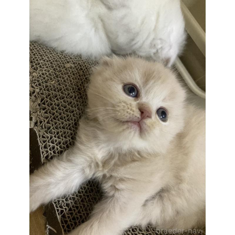 販売中の三重県のスコティッシュフォールド(折れ耳)-132795の8枚目