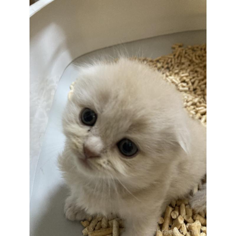 販売中の三重県のスコティッシュフォールド(折れ耳)-132795の7枚目