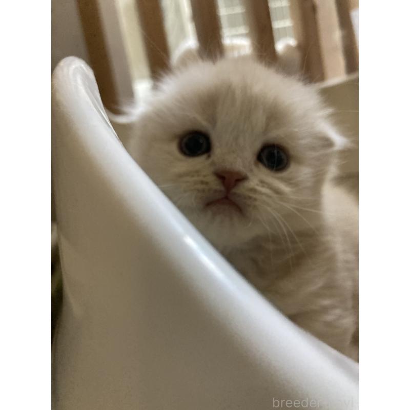 販売中の三重県のスコティッシュフォールド(折れ耳)-132795の6枚目
