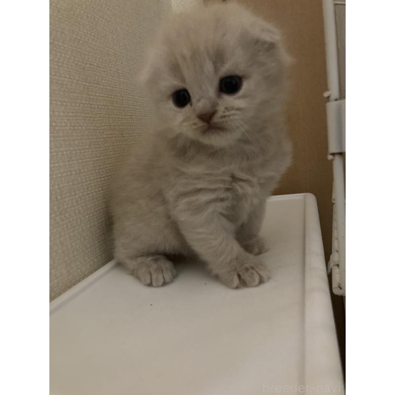 販売中の三重県のスコティッシュフォールド(折れ耳)-132795の5枚目