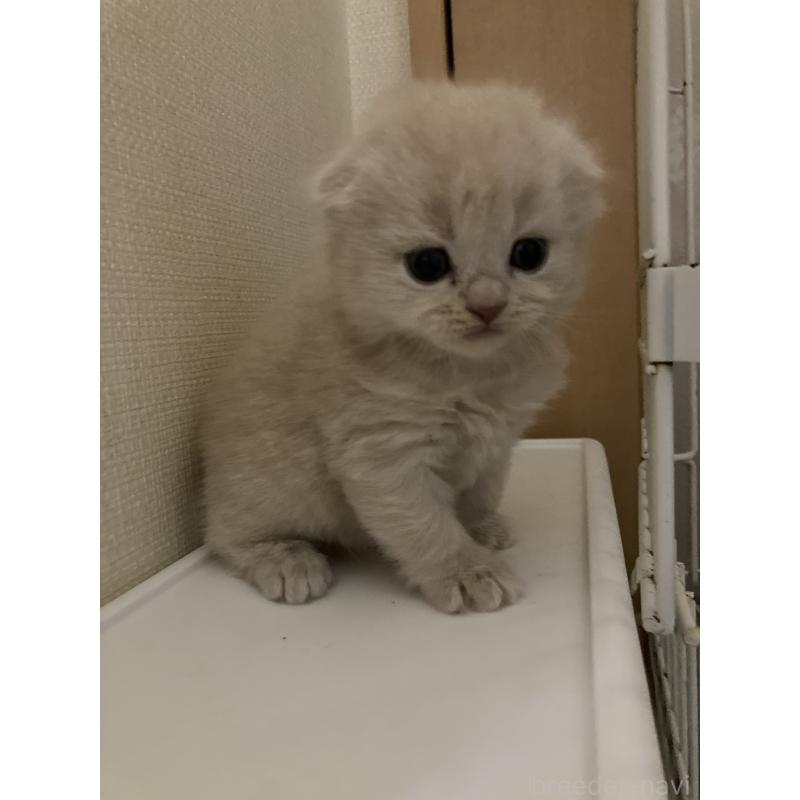 販売中の三重県のスコティッシュフォールド(折れ耳)-132795の4枚目