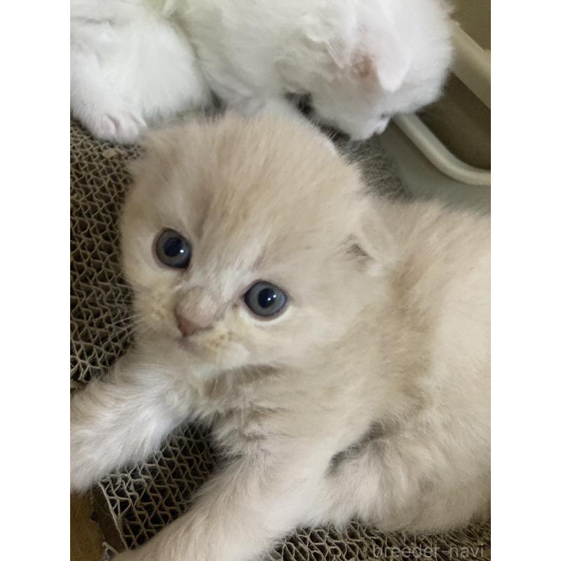 販売中の三重県のスコティッシュフォールド(折れ耳)-132795の3枚目