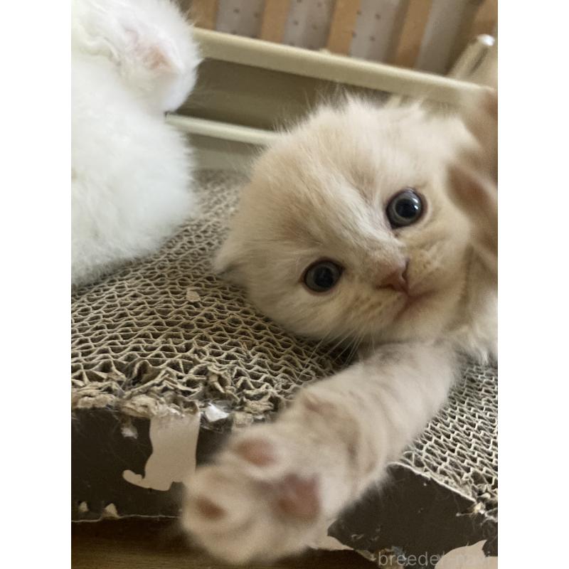 販売中の三重県のスコティッシュフォールド(折れ耳)-132795の2枚目