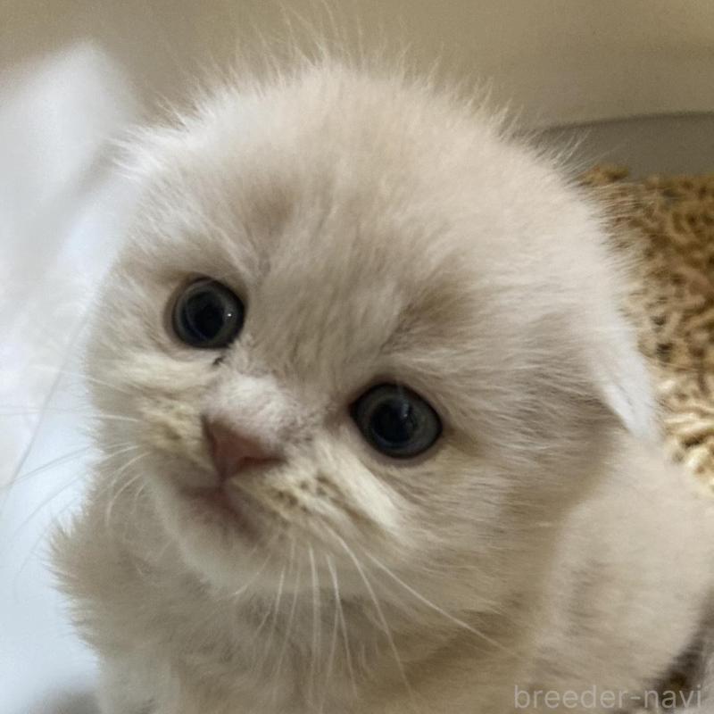 販売中の三重県のスコティッシュフォールド(折れ耳)-132795
