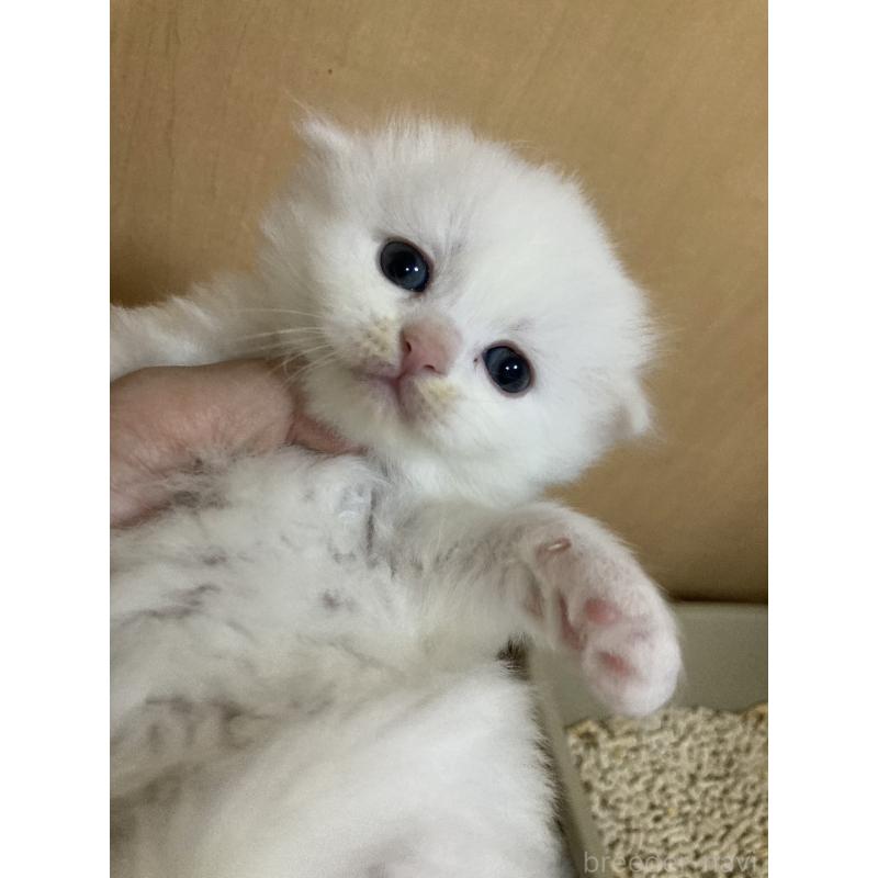 販売中の三重県のスコティッシュフォールド(折れ耳)-132796の7枚目