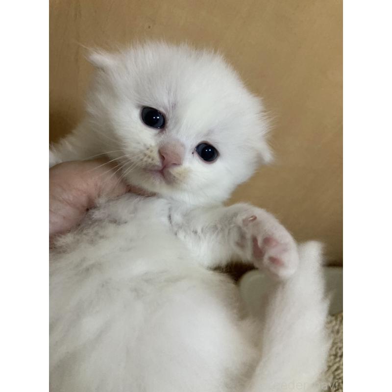 販売中の三重県のスコティッシュフォールド(折れ耳)-132796の6枚目