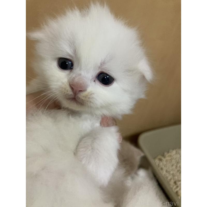 販売中の三重県のスコティッシュフォールド(折れ耳)-132796の5枚目