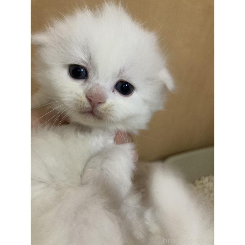 販売中の三重県のスコティッシュフォールド(折れ耳)-132796の4枚目