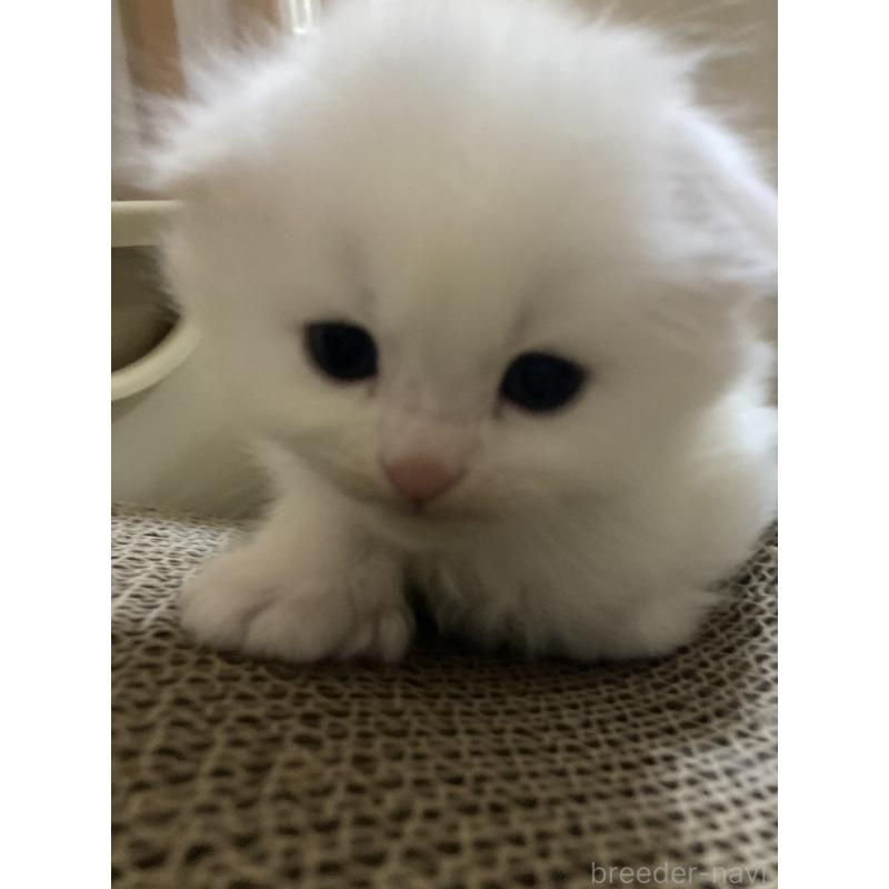 販売中の三重県のスコティッシュフォールド(折れ耳)-132796の3枚目