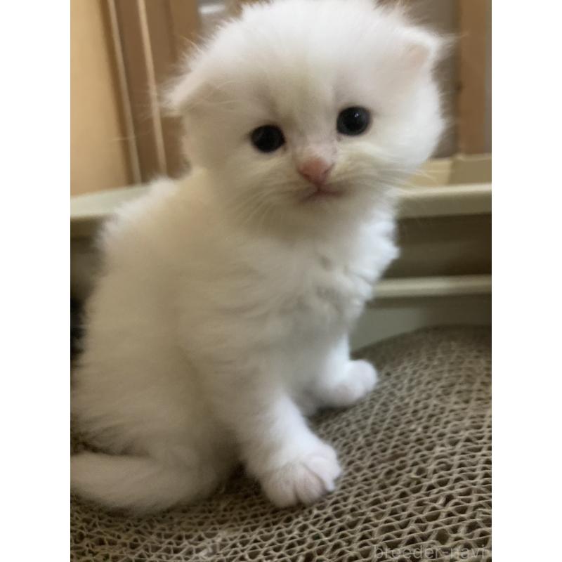 販売中の三重県のスコティッシュフォールド(折れ耳)-132796の2枚目