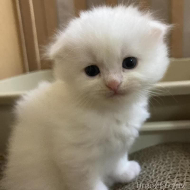 販売中の三重県のスコティッシュフォールド(折れ耳)-132796