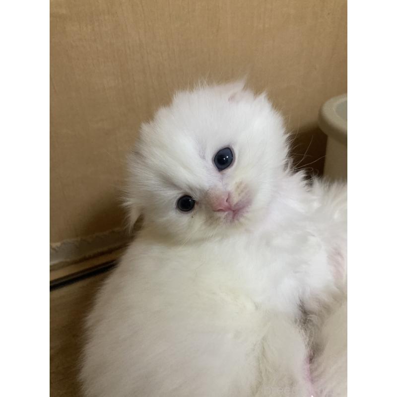 販売中の三重県のスコティッシュフォールド(折れ耳)-132797の8枚目