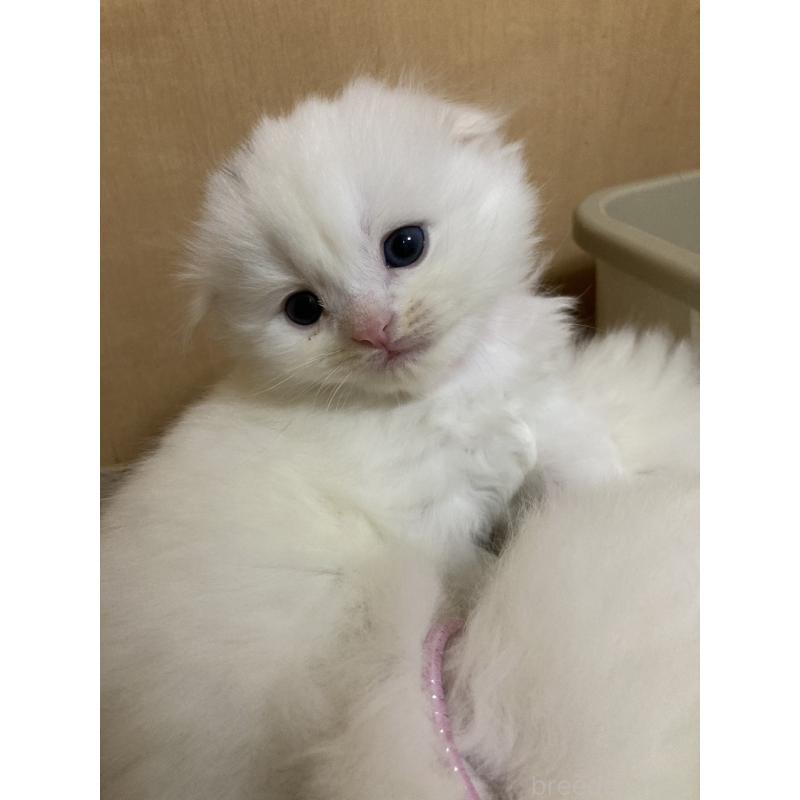 販売中の三重県のスコティッシュフォールド(折れ耳)-132797の7枚目