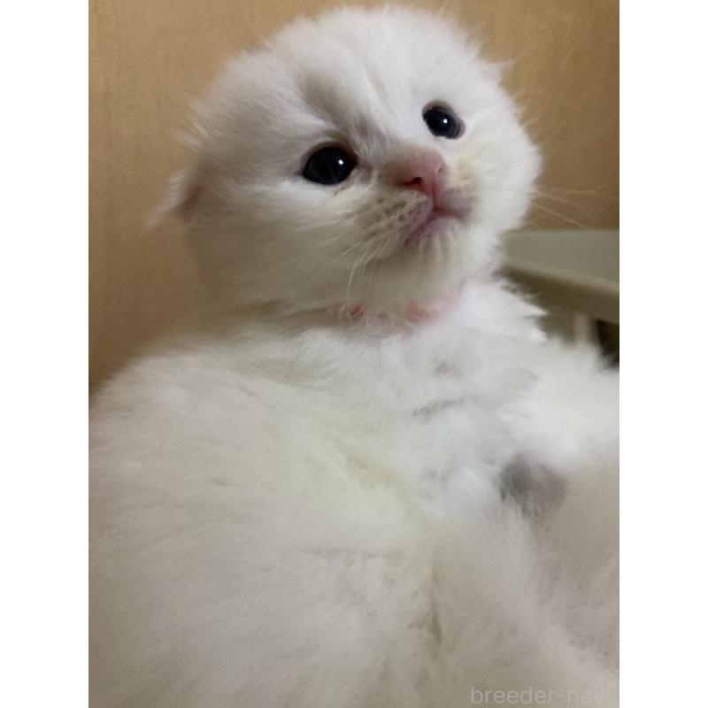 販売中の三重県のスコティッシュフォールド(折れ耳)-132797の6枚目