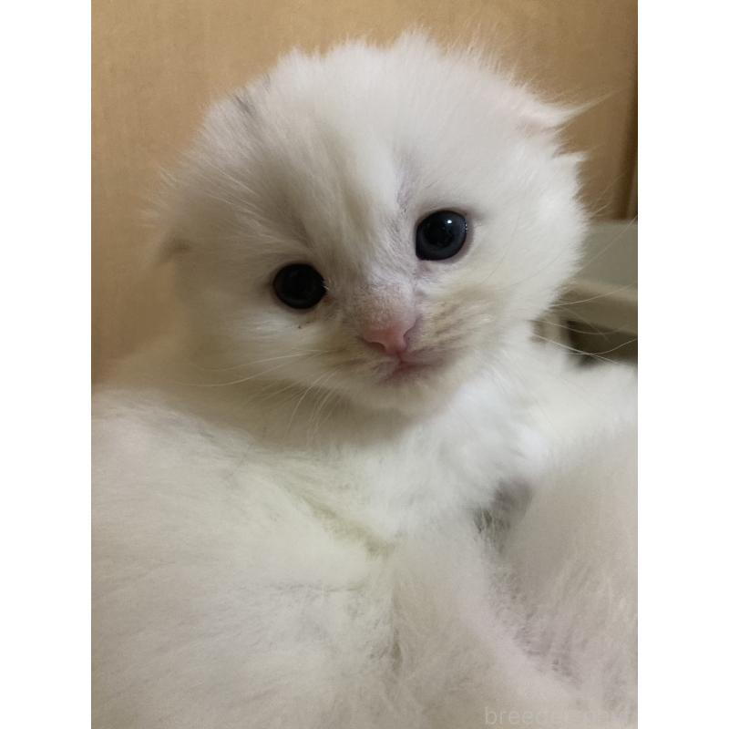 販売中の三重県のスコティッシュフォールド(折れ耳)-132797の5枚目