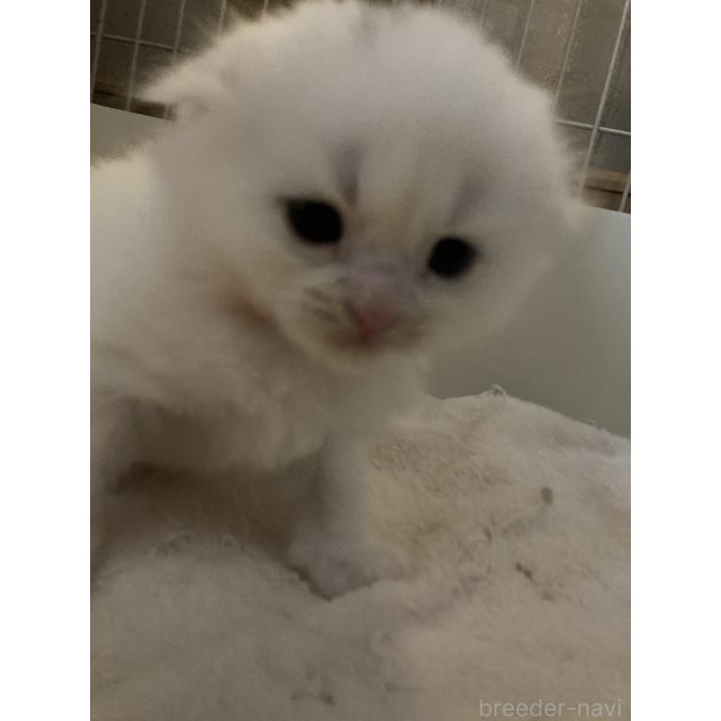 販売中の三重県のスコティッシュフォールド(折れ耳)-132797の4枚目