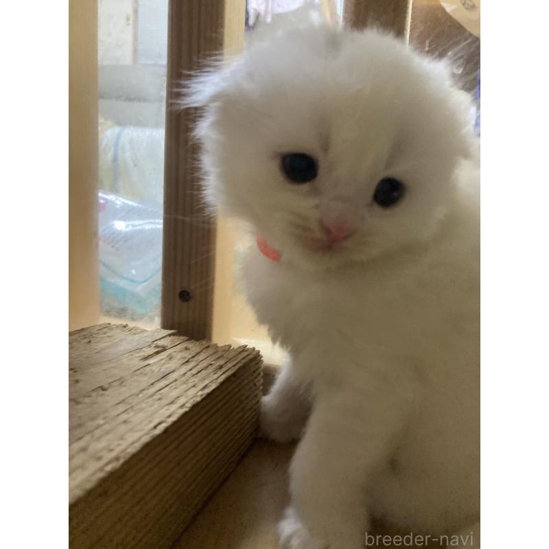 販売中の三重県のスコティッシュフォールド(折れ耳)-132797の3枚目