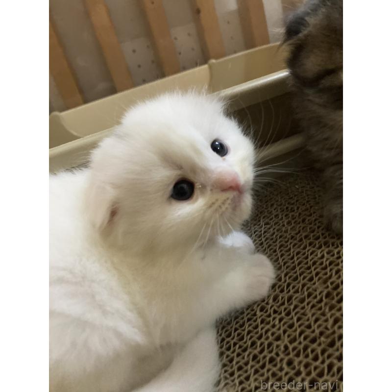 販売中の三重県のスコティッシュフォールド(折れ耳)-132797の2枚目