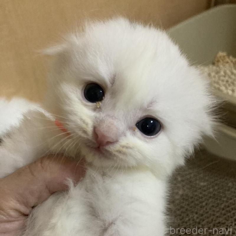 販売中の三重県のスコティッシュフォールド(折れ耳)-132797