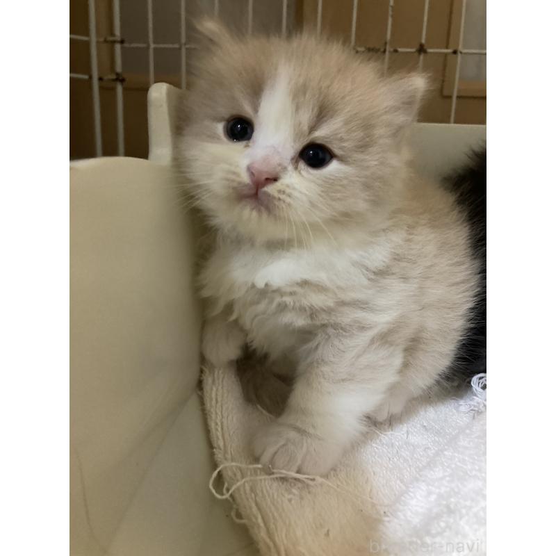 販売中の三重県のスコティッシュフォールド-132798の6枚目