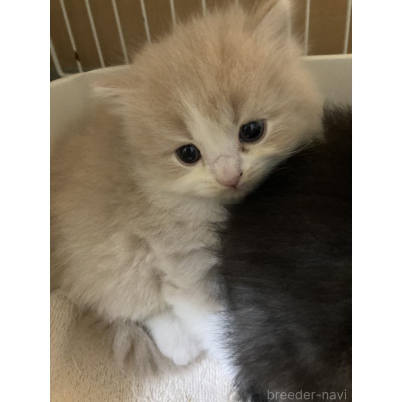販売中の三重県のスコティッシュフォールド-132798の5枚目