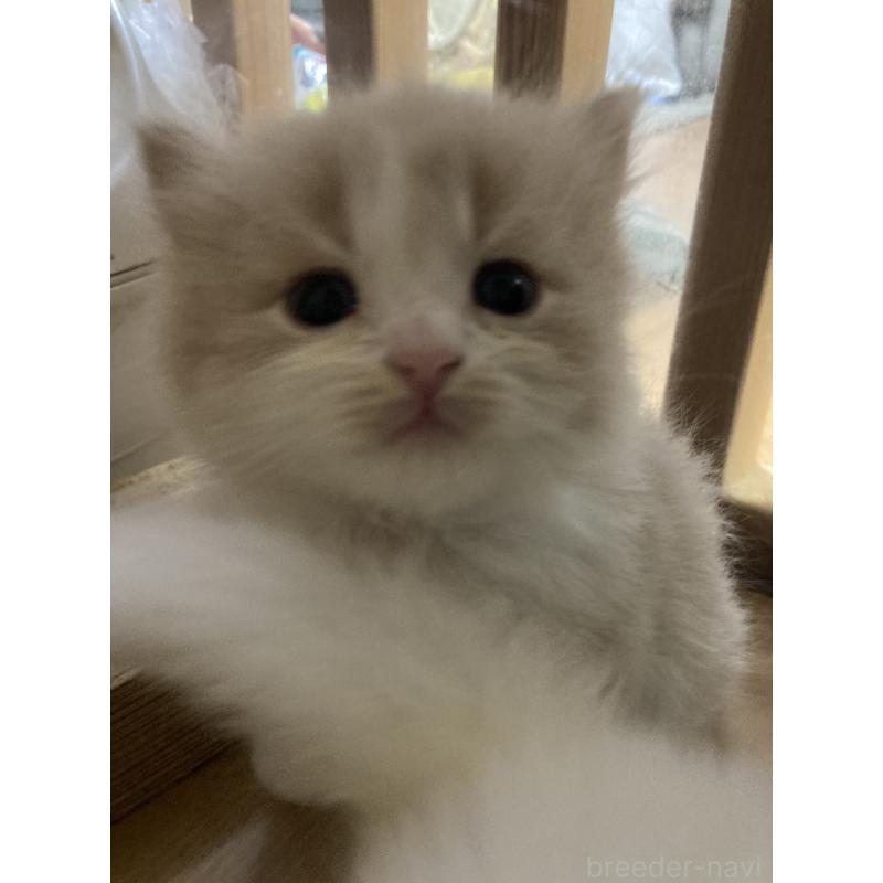 販売中の三重県のスコティッシュフォールド-132798の4枚目