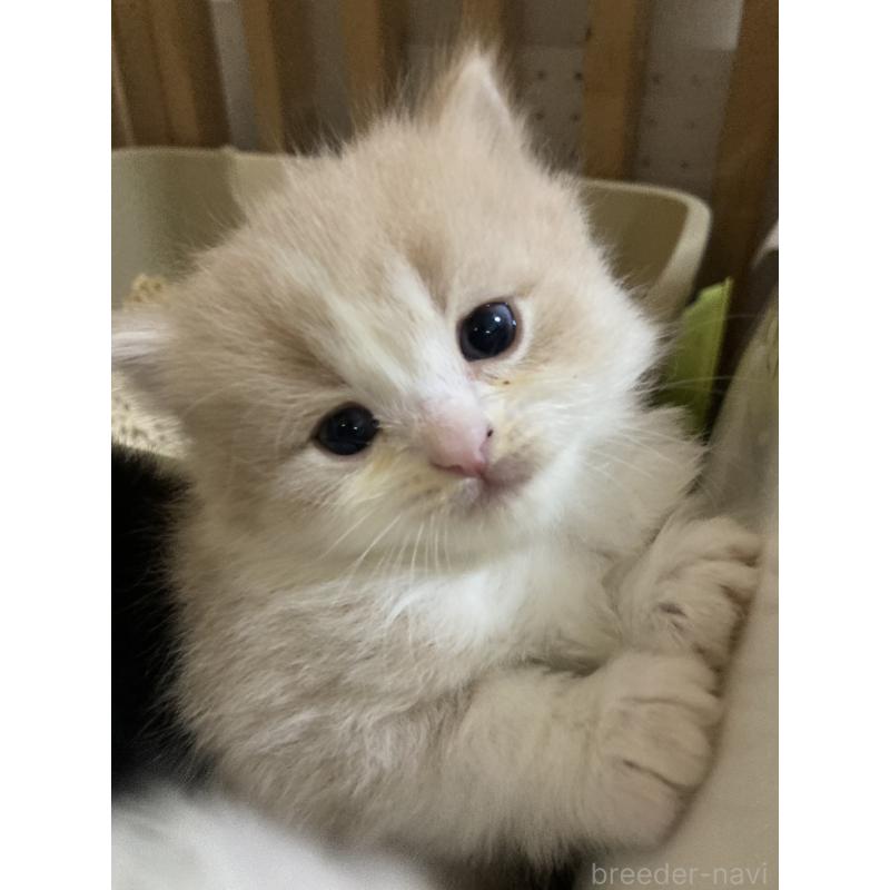 販売中の三重県のスコティッシュフォールド-132798の3枚目