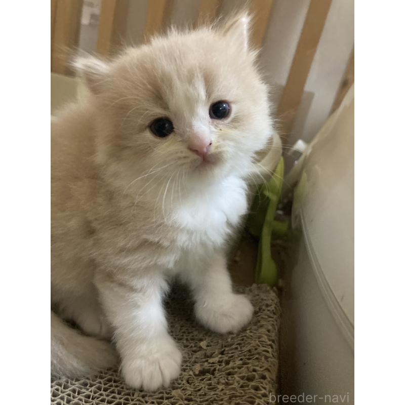 販売中の三重県のスコティッシュフォールド-132798の2枚目