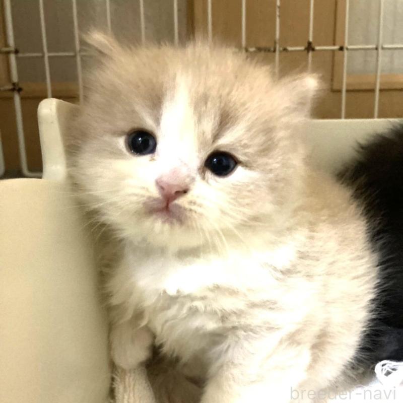 販売中の三重県のスコティッシュフォールド-132798