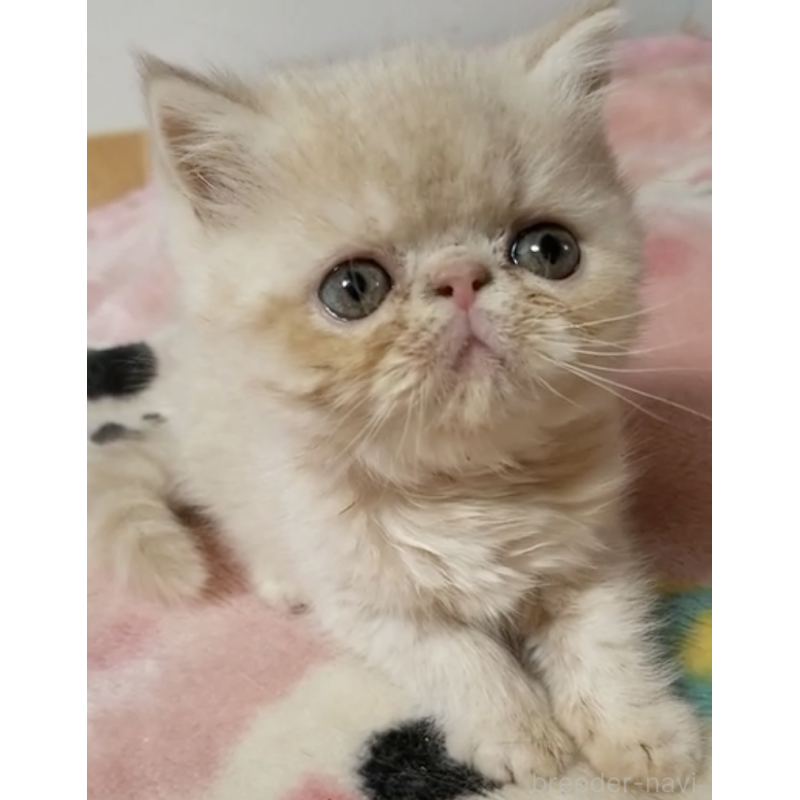 販売中の京都府のエキゾチックショートヘア-132800の2枚目