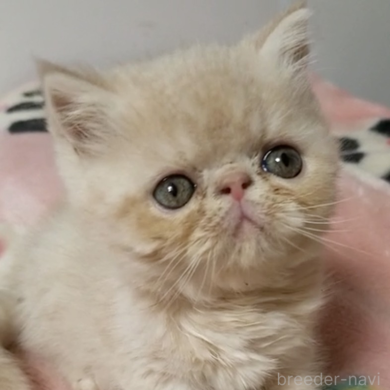 販売中ののエキゾチックショートヘア-132800