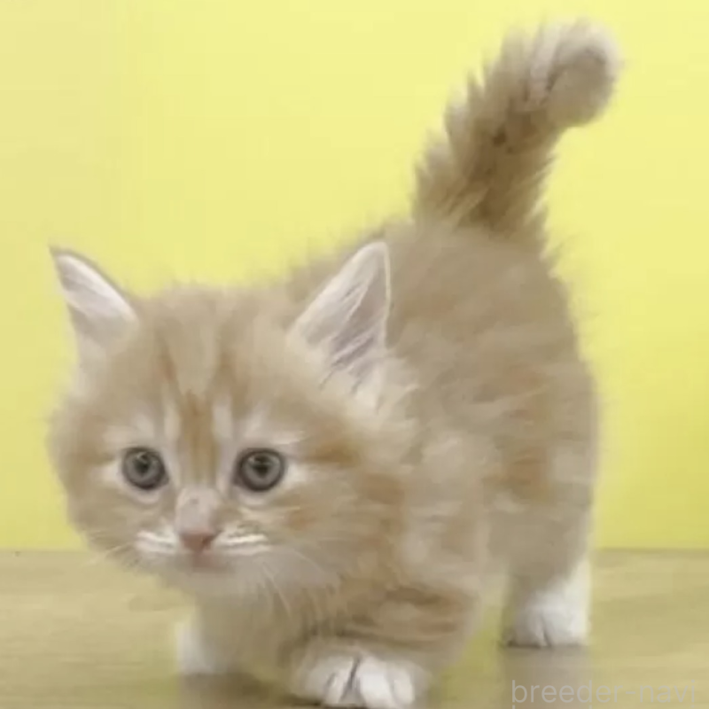 販売中の東京都のマンチカン(短足)-132801の2枚目