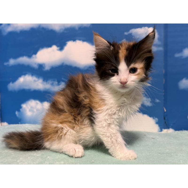 販売中の埼玉県のミヌエット-132509の3枚目