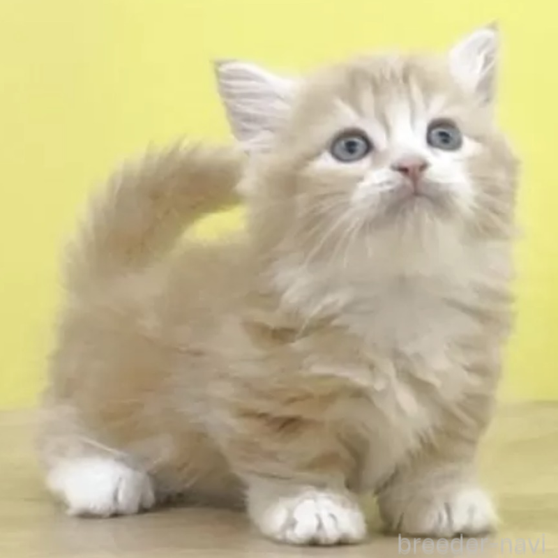 販売中の東京都のマンチカン(短足)-132802の2枚目