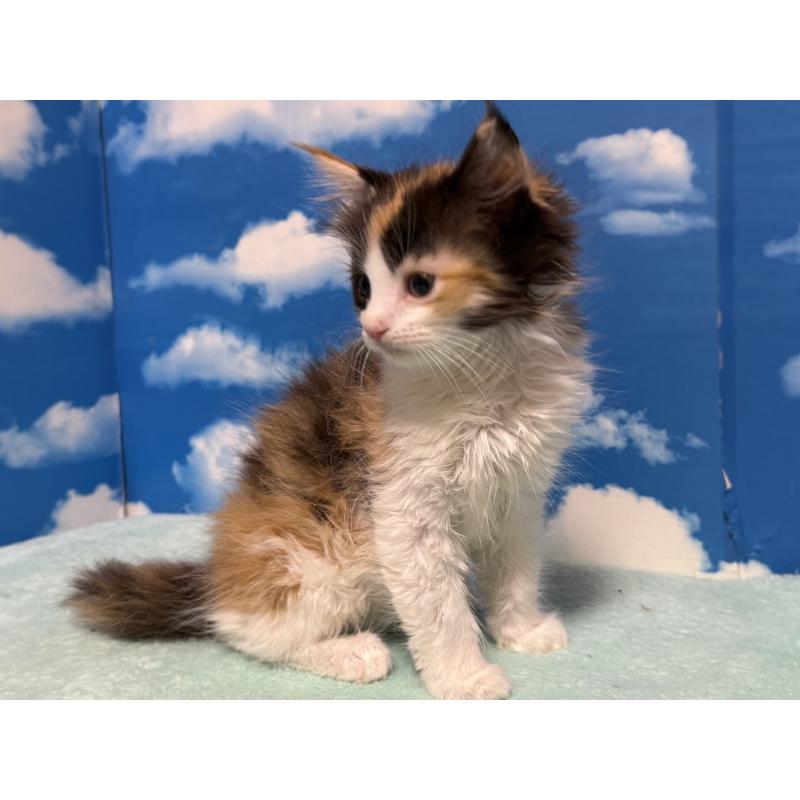 販売中の埼玉県のミヌエット-132509の2枚目