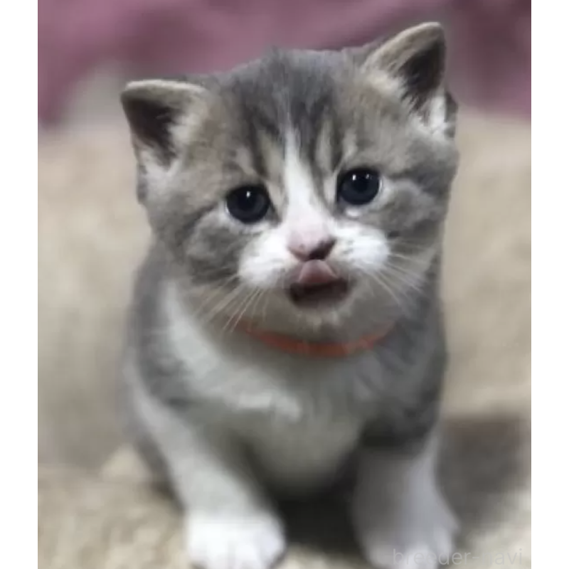 販売中の高知県のスコティッシュフォールド-132803の2枚目