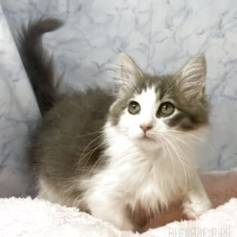 販売中の山形県のノルウェージャンフォレストキャット-132804の1枚目