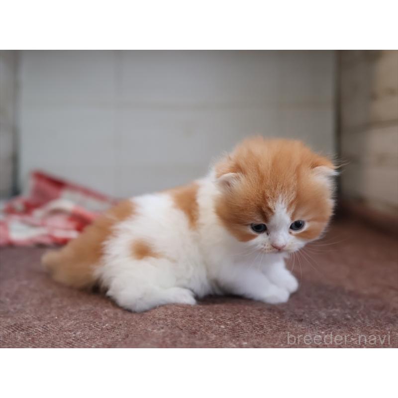 販売中の愛知県のスコティッシュフォールド(折れ耳)-132805の10枚目