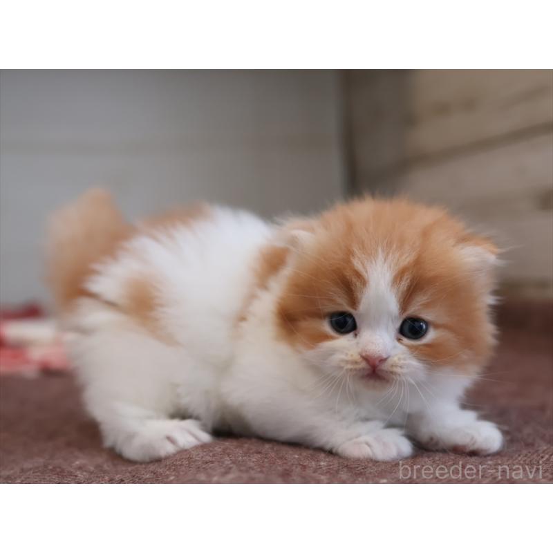 販売中の愛知県のスコティッシュフォールド(折れ耳)-132805の9枚目