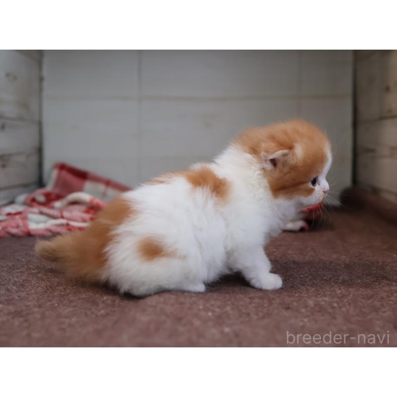 販売中の愛知県のスコティッシュフォールド(折れ耳)-132805の8枚目