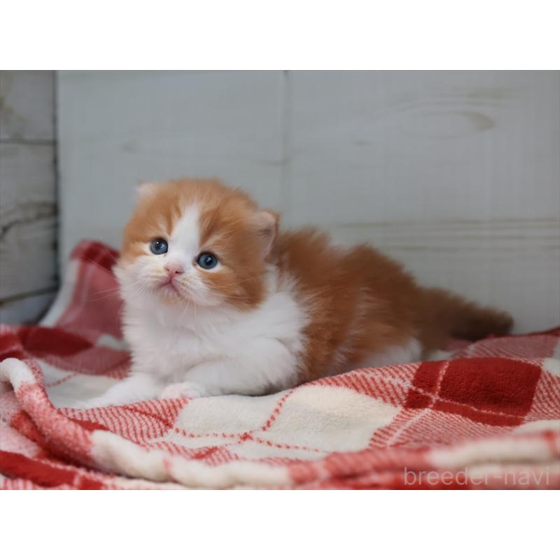 販売中の愛知県のスコティッシュフォールド(折れ耳)-132805の7枚目