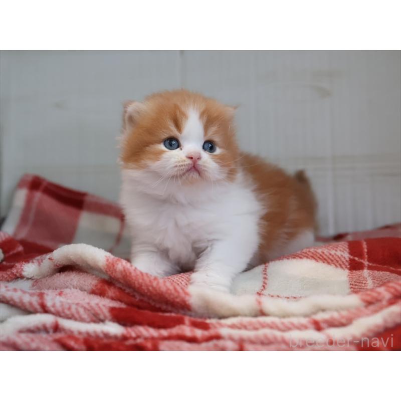 販売中の愛知県のスコティッシュフォールド(折れ耳)-132805の6枚目