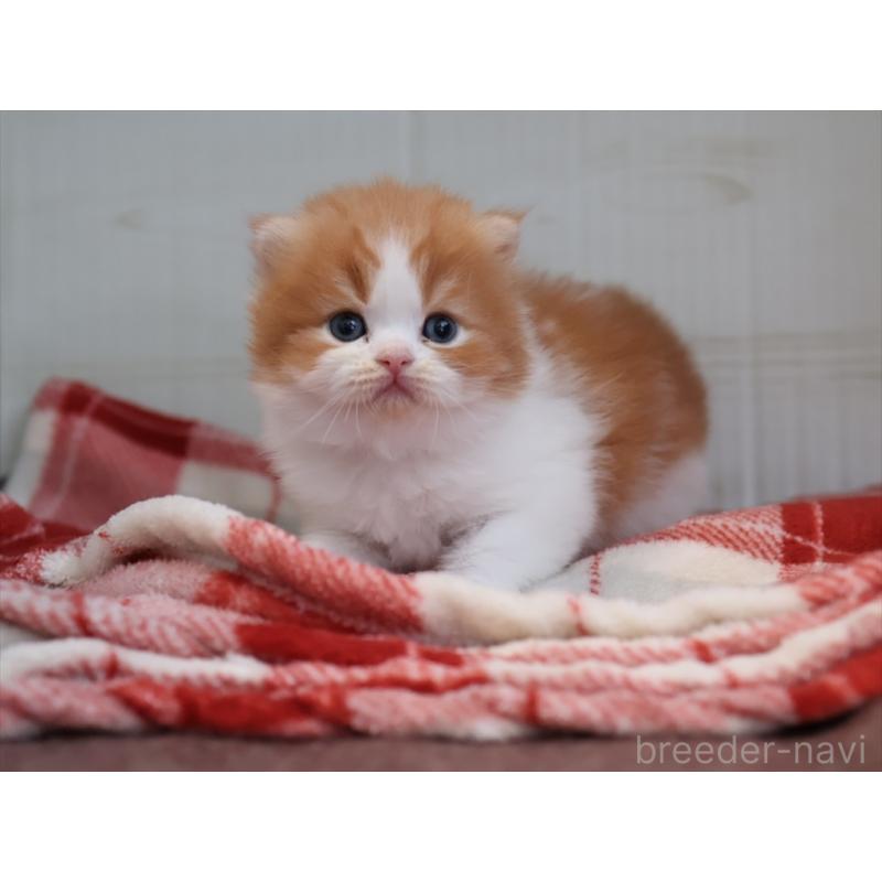 販売中の愛知県のスコティッシュフォールド(折れ耳)-132805の5枚目