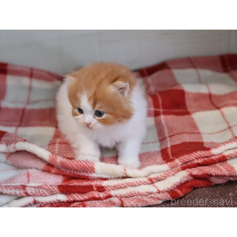 販売中の愛知県のスコティッシュフォールド(折れ耳)-132805の4枚目