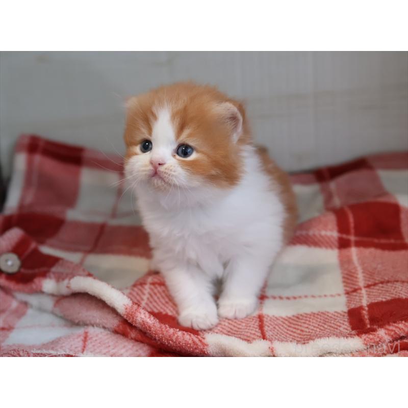 販売中の愛知県のスコティッシュフォールド(折れ耳)-132805の2枚目